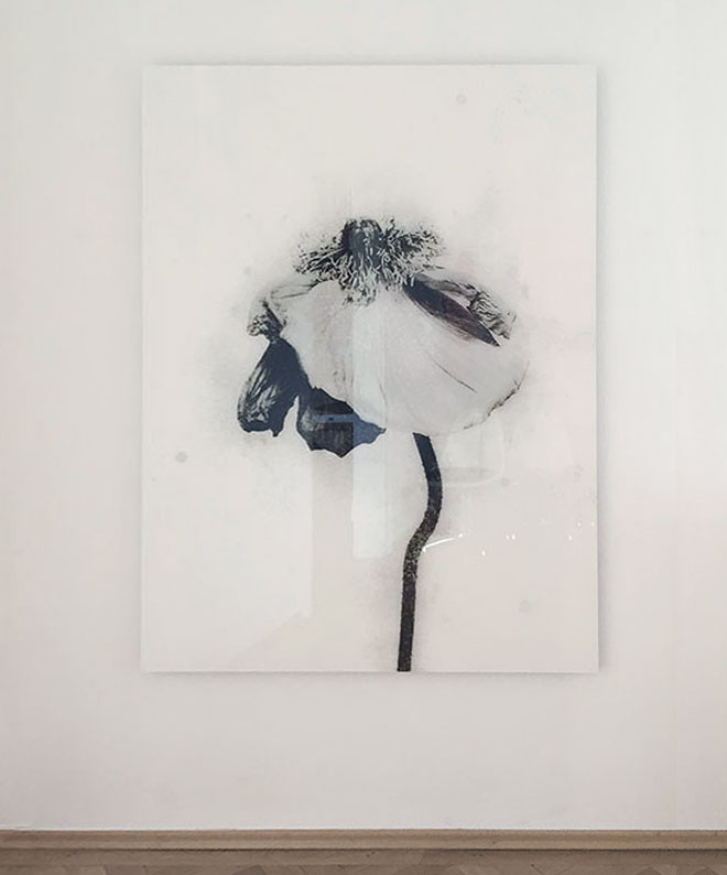 Pissflower / Poppy
