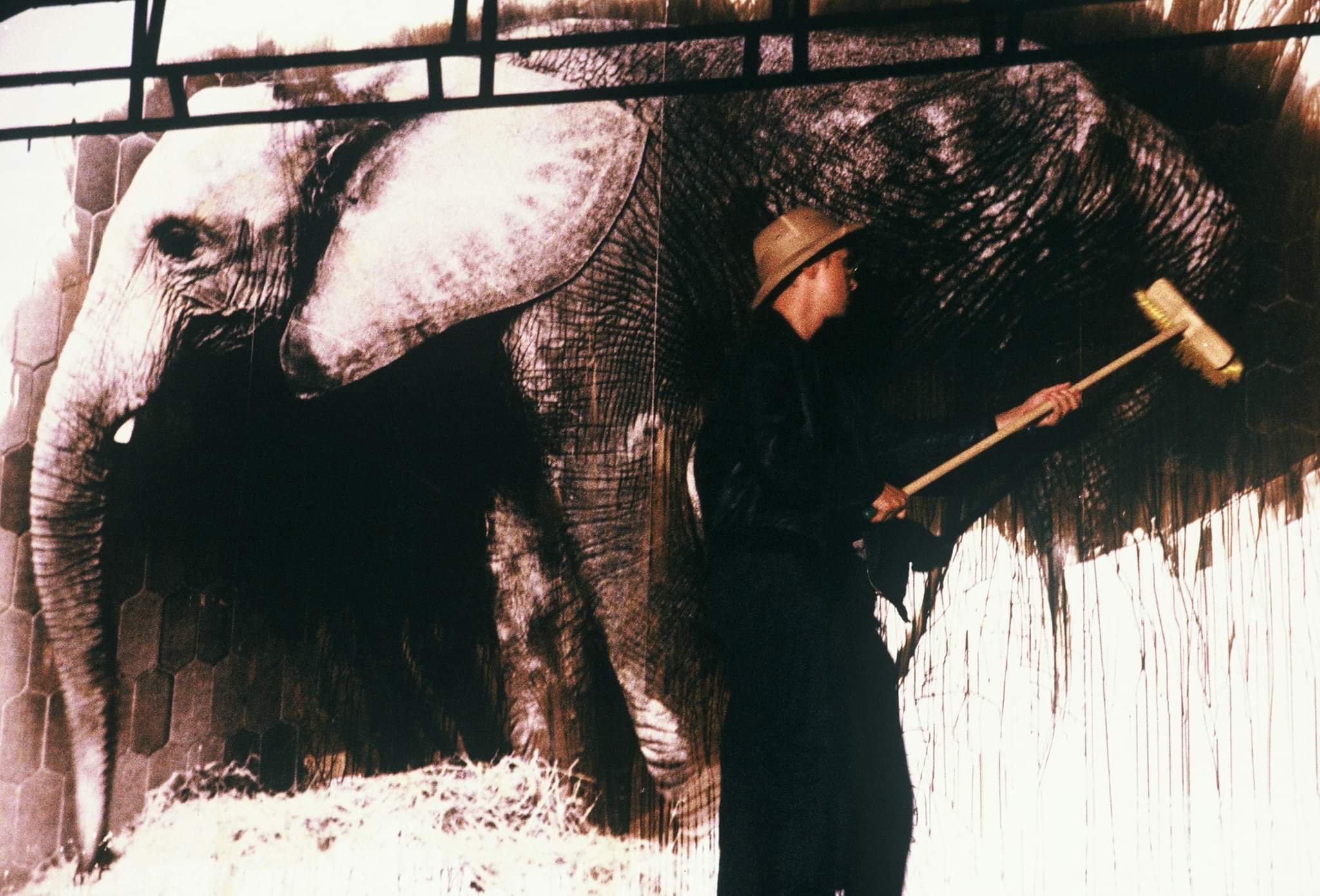 Paris 1986, Safari