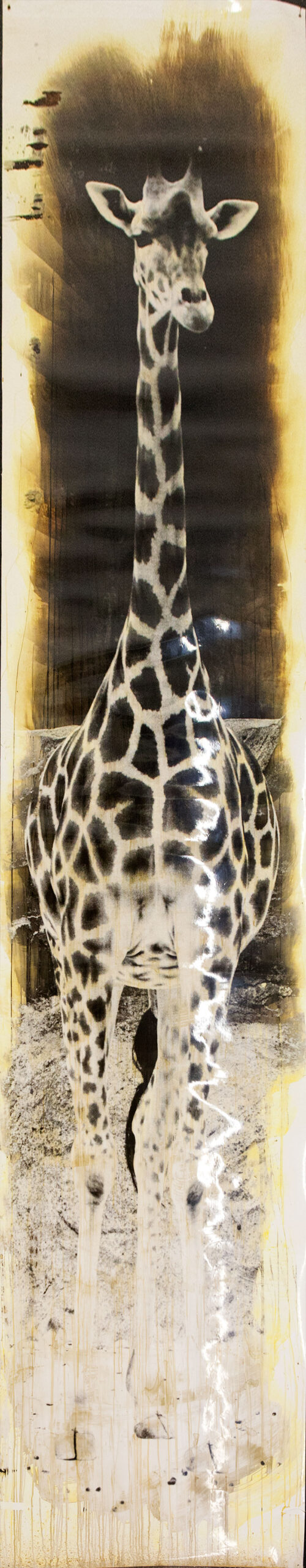 Giraffe.2.b