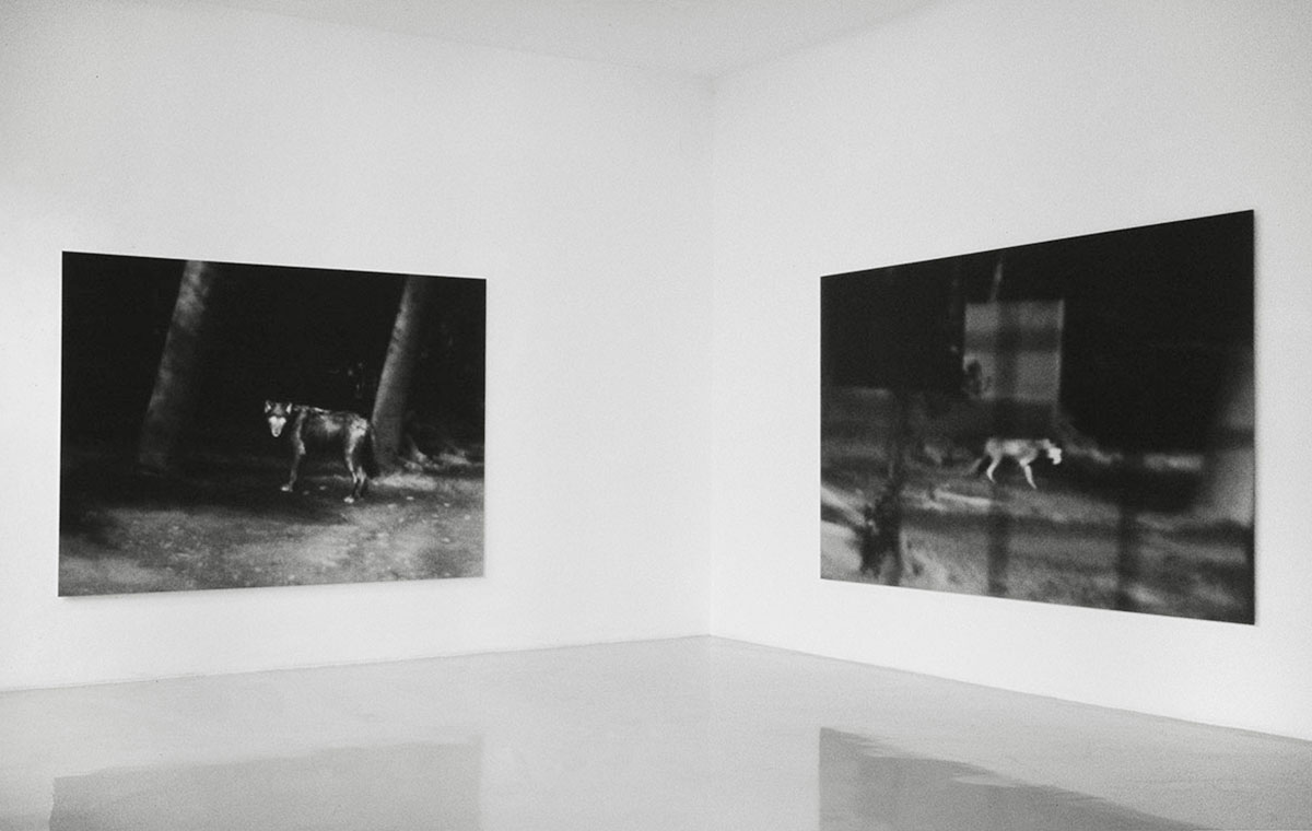 Wolves, Galerie Feichtner, Vienna