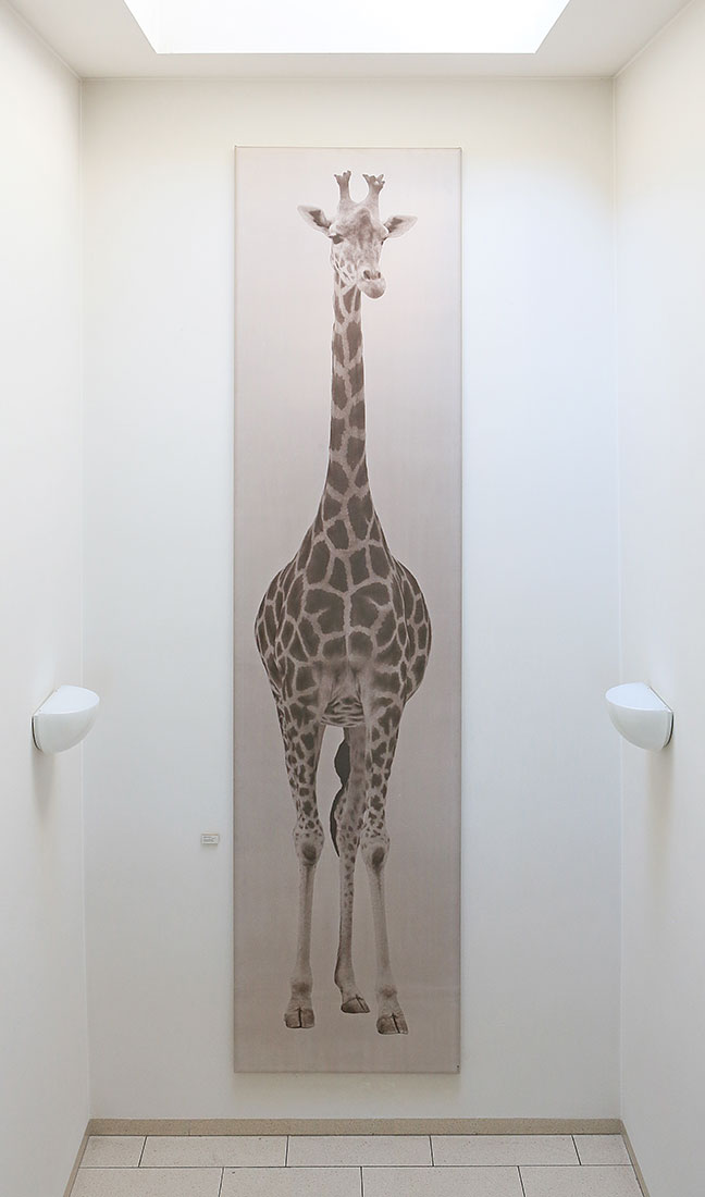 Giraffe_3legs